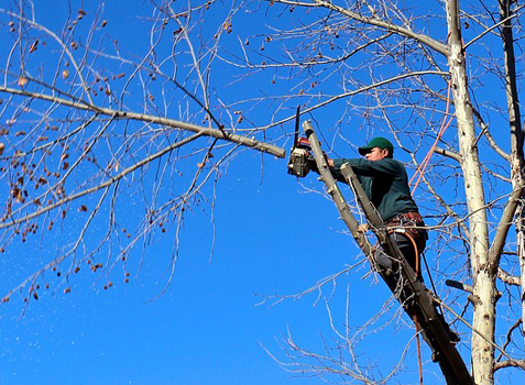 Man trimming a tree