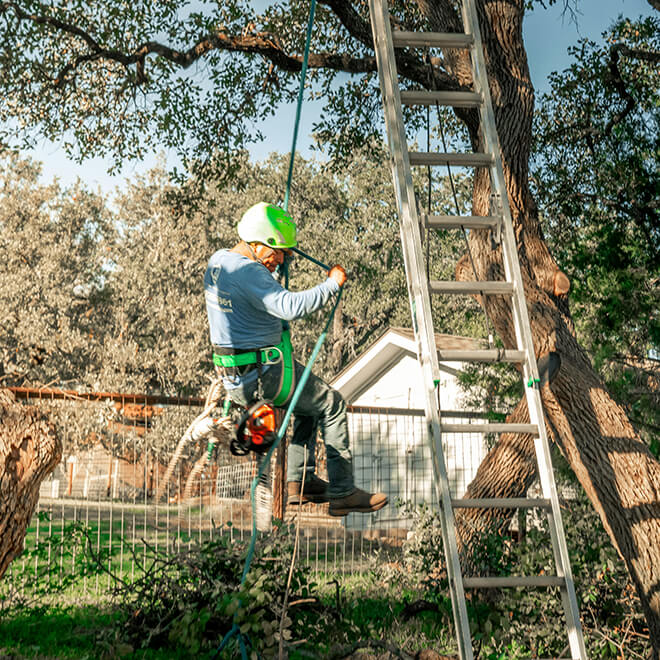 tree care