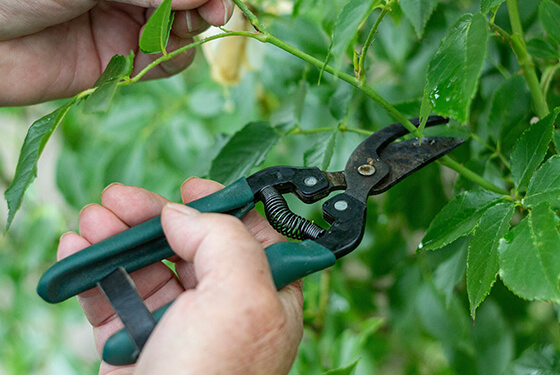 pruning