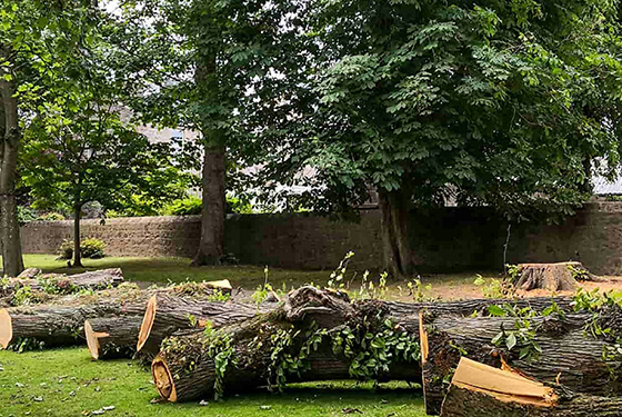 removal in farmington