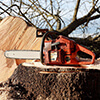 tree removal service