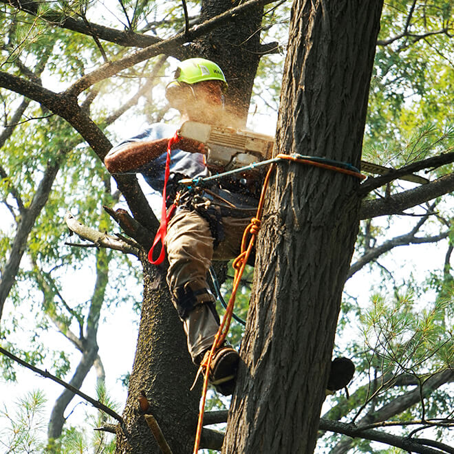 tree work