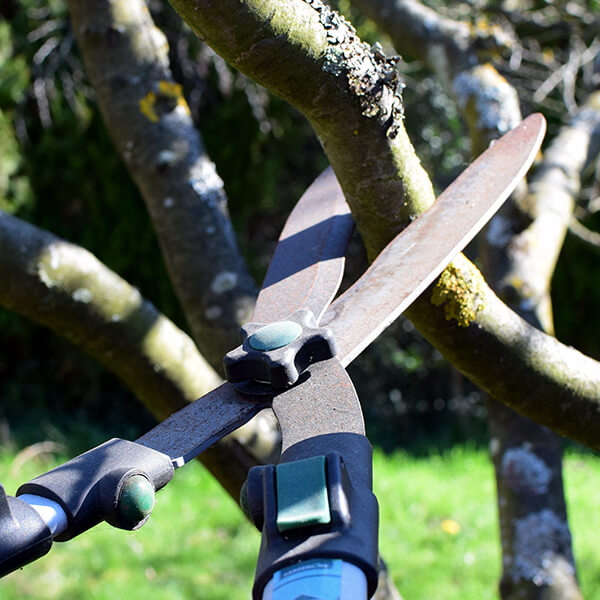 tree trimming