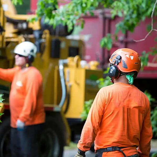 shrubs removal
