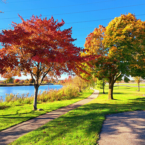 trees in farmington