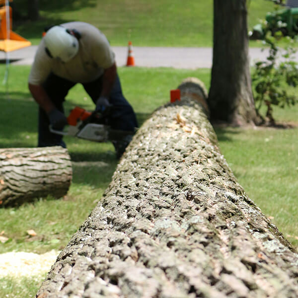 tree service