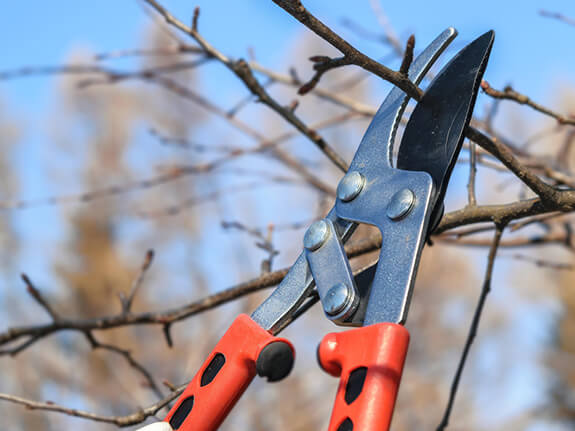 tree pruning