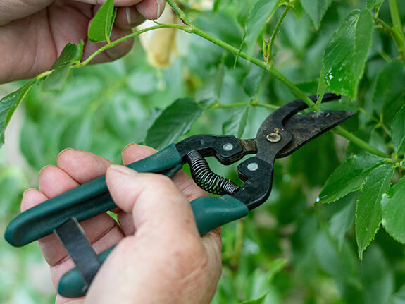 trimming shrubs