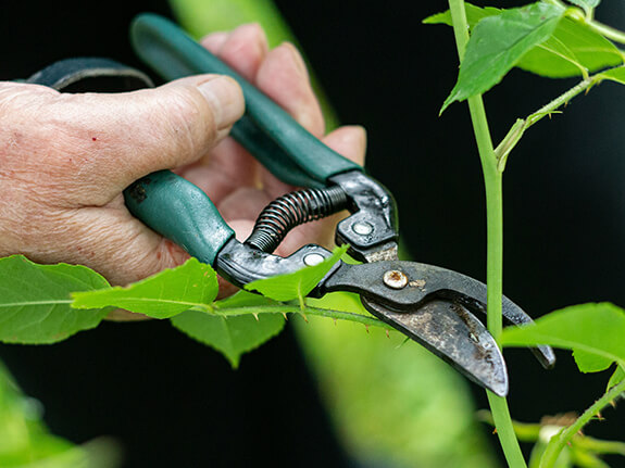 pruning plants