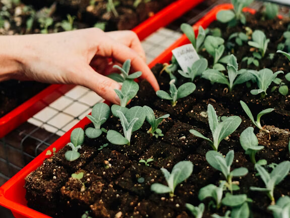planting