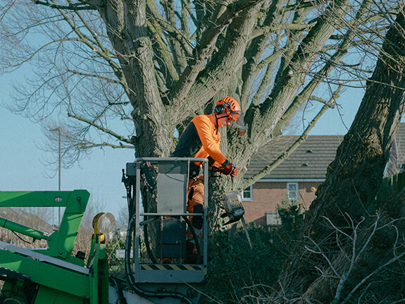 cutting down trees