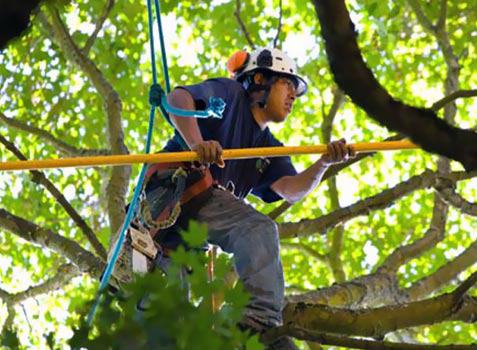 trimming tree services in Oak Park, MI