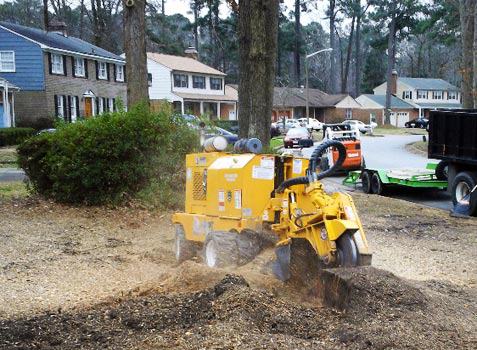 stump removal in Farmington Hills